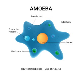 Amoeba Cell Structure and Anatomy