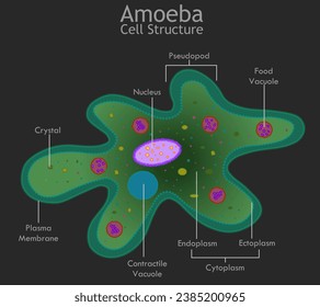 Amoeba cell structure. Endoplasm, transparent cytoplasm, pseudopod, nucleus, vacuole, contractile, crystal. Unicellular microscopic organism. Dark green ameba diagram, anatomy. Vector illustration