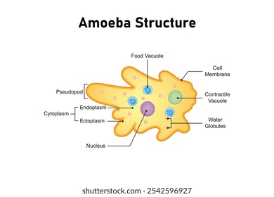 Diseño de Ciencia de estructura celular Amoeba. Ilustración vectorial.