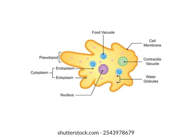 Amoeba Cell Structure Science Design. Vector Illustration.