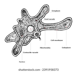 Amoeba diagram hand drawn vector