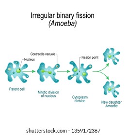 Amoeba. Fisión binaria irregular. animal unicelular con seudopodos que vive en agua dulce. Ilustración de vectores para uso médico, educativo y científico