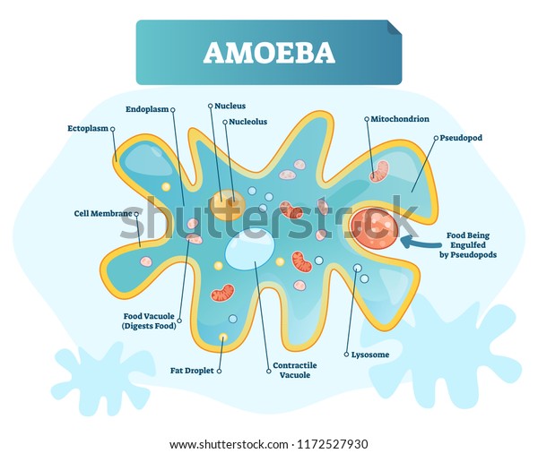 Amoeba Labeled Vector Illustration Educational Single Stock Vector ...