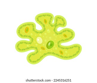 Amoeba with nucleus and vacuole. Vector illustration of simplest unicellular animal.