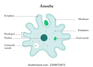 Amoeba on a white background. Anatomy of an Amoeba.