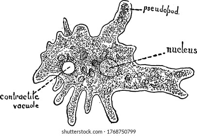 Amoeba is an organism having pseudopod, a nucleus and contractile vacuole, vintage line drawing or engraving illustration.