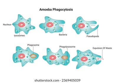 Amoeba Phagocytosis Science Design Vector Illustration