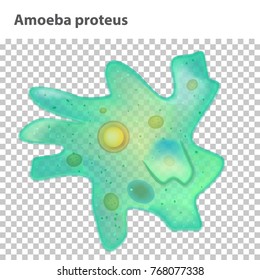 Amoeba proteus (Amoeba) (Chaos diffluens) 