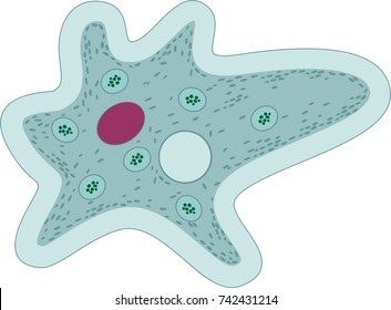 Amoeba Proteus With Red Nucleus, Contractile Vacuole And Other Organelles