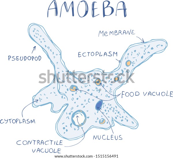 Amoeba Proteus Structure Microorganism Amoeba Hand Stock Vector Royalty Free 1515156491 0385