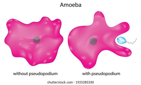 Amoeba with pseudopods and without pseudopods