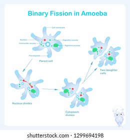 binary fission definition biology quizlet