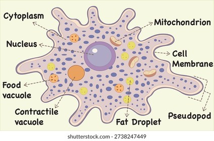 Amoeba structure and details of its structure