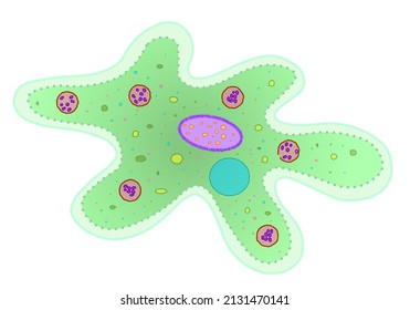 Амеба строение рисунок