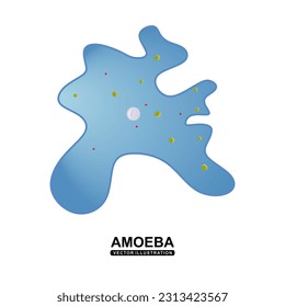 Amoeba is a type of cell or unicellular organism with the ability to alter its shape. Amoeboid or ameba are found in every major lineage of eukaryotic organisms. flat illustration isolated. vector