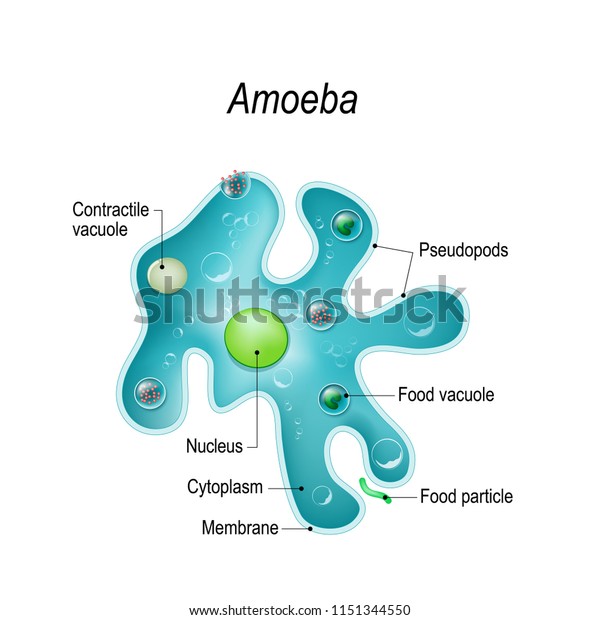 新鮮な水や塩水に生息する偽足を持つ 単細胞性のアメーバ アメーバの解剖 医療 教育 科学の用途に使用するベクターイラスト のベクター画像素材 ロイヤリティフリー 1151344550