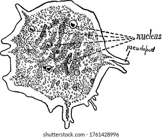 Amoeba is an unicellular organism with ability to alter its body shapes, vintage line drawing or engraving illustration.