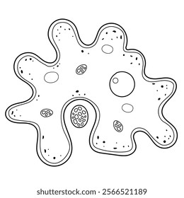 Amoeba is a unicellular protozoa.