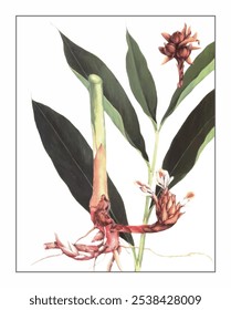 Amomum compactum Soland, hand-painted floral and botanical painting, hand-painted herbal painting, natural herbs.