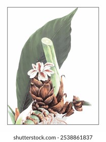 Amomum tsao-ko Crevost, hand-painted floral and botanical painting, hand-painted herbal painting, natural herbs.