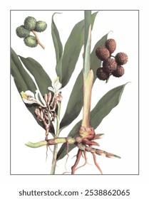 Amomum villosum, pintura floral e botânica pintada à mão, pintura herbal pintada à mão, ervas naturais.