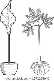 Amorphophallus konjac plant set hand drawing outline line style. Konjak Japanese traditional cuisine ingredients for shirataki noodles, gum, glucomannan.Vector illustration