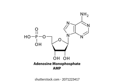 201 Adenosine Monophosphate Images, Stock Photos & Vectors | Shutterstock