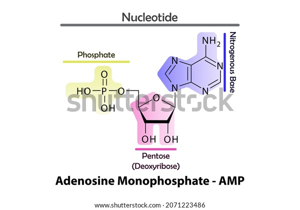 Amp Adenosine Monophosphate Nucleotide Strcuture Building Stock Vector ...