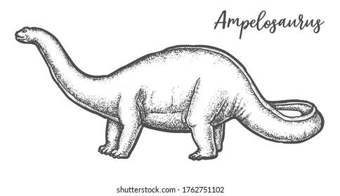 Ampelosaurus dino sketch or Sauropod dinosaur with long neck. Hand drawn illustration of ancient herbivorous reptile. Engraved extinct animal. Vintage vector sign for paleontology or evolution book