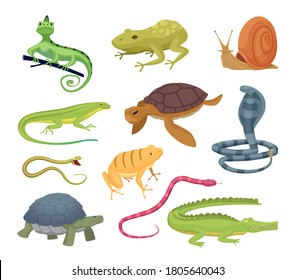 Amphibia and reptiles. Wild animals turtles reptiles snakes and lizards hot terrarium vector characters in cartoon style