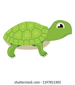 
An amphibian animal known as turtle 
