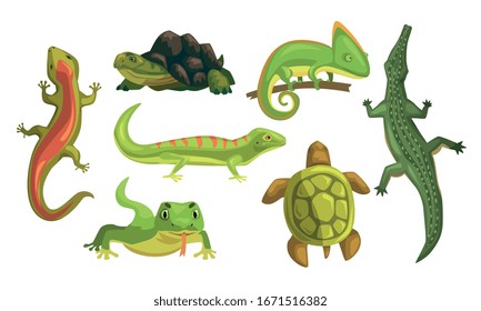 Amphibian Animals Collection, Turtle, Chameleon, Lizard, Crocodile, Salamander Vector Illustration on White Background