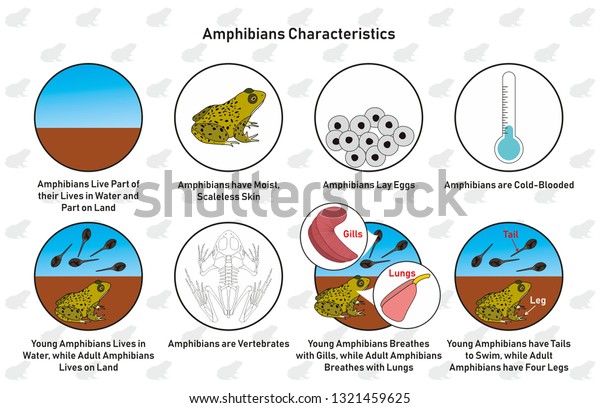 Amphibians Characteristics Infographic Diagram Including Living Stock