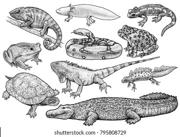 Amphibians and reptile collection illustration, drawing, engraving, ink, line art, vector