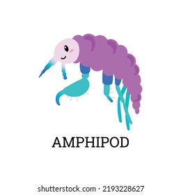 Amphipod Sea Plankton Tiny Microorganism Or Microscopic Animal, Flat Vector Illustration Isolated On White Background. Amphipod Crustacean Animal Of Zooplankton.