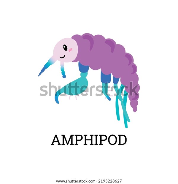 Amphipod sea plankton tiny\
microorganism or microscopic animal, flat vector illustration\
isolated on white background. Amphipod crustacean animal of\
zooplankton.