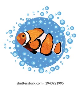 Amphiprion, Orange bright sea dweller clown fish surrounded by water bulbs, hand drawn