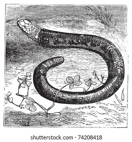 Amphisbaena fuliginosa, black-and-white worm lizard, spotted worm lizard or speckled worm lizard vintage engraving. Old engraved illustration a worm lizard in his environment.