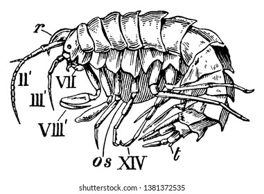 Amphithoe is a genus of amphipodous edriophthalmous crustaceans, vintage line drawing or engraving illustration.