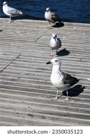 Amsterdam, Netherlands, August 24.2023. Seagulls high velocity vector illustration