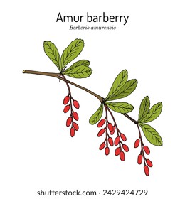 Amur barberry (Berberis amurensis), edible and medicinal plant. Hand drawn botanical vector illustration