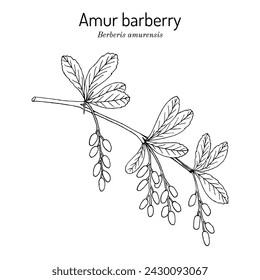 Amur barberry (Berberis amurensis), edible and medicinal plant. Hand drawn botanical vector illustration