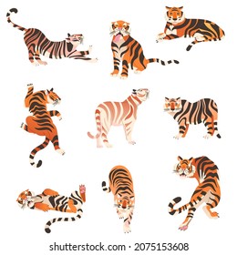 Amur and Bengal tigers in various poses set. Big wild cat animals vector illustration