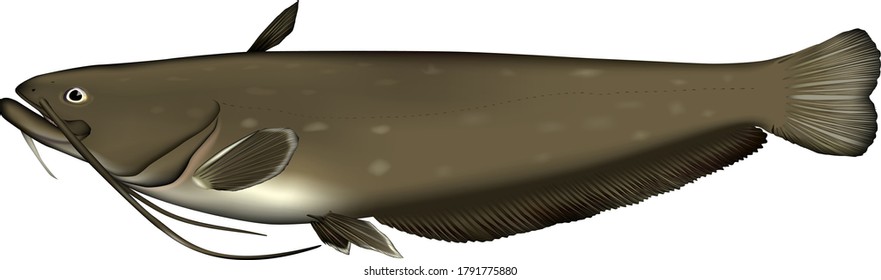 'amur catfish' Realistic illustration vector EPS format