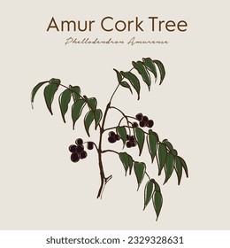Amur cork tree (phellodendron amurense), chinese medicinal plant. Ayurvedic herbs, medicines. Ayurveda. Natural herbs. Medicinal herb. Hand drawn botanical vector illustration. svg