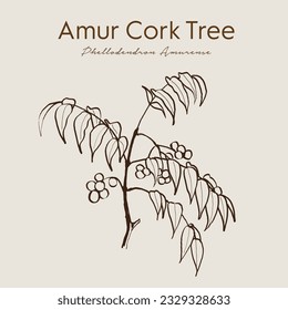 Amur cork tree (phellodendron amurense), chinese medicinal plant. Ayurvedic herbs, medicines. Ayurveda. Natural herbs. Medicinal herb. Hand drawn botanical vector illustration. svg