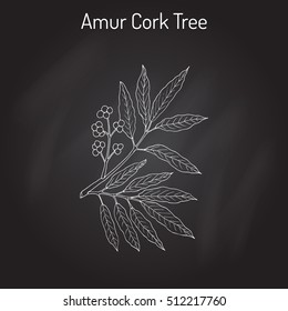 Amur cork tree (phellodendron amurense), chinese medicinal plant. Hand drawn botanical vector illustration