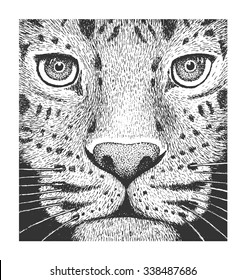 Amur Leopard - Classic Drawn Ink Illustration Isolated on White Background