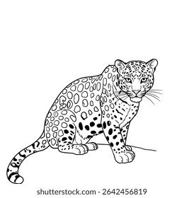 Amur Leopard – Panthera pardus orientali. Stunning leopard with spotted coat resting on solid ground. Wildlife nature concept. Illustrated in a detailed sketch resting on solid ground