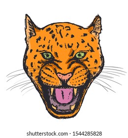 Amur Leopard Roar face or head. Hand drawn Leopard Head animal or predator isolated on white background. Vector illustration